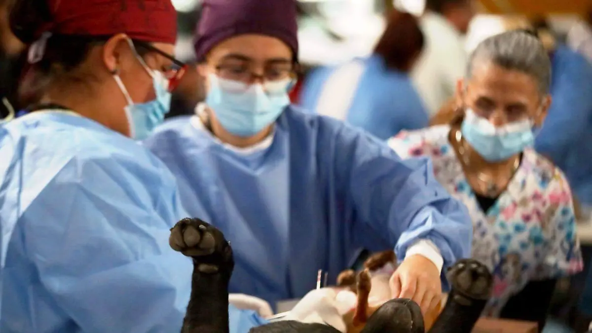 Refrendan compromiso con la salud pública y el bienestar animal en Chiautempan