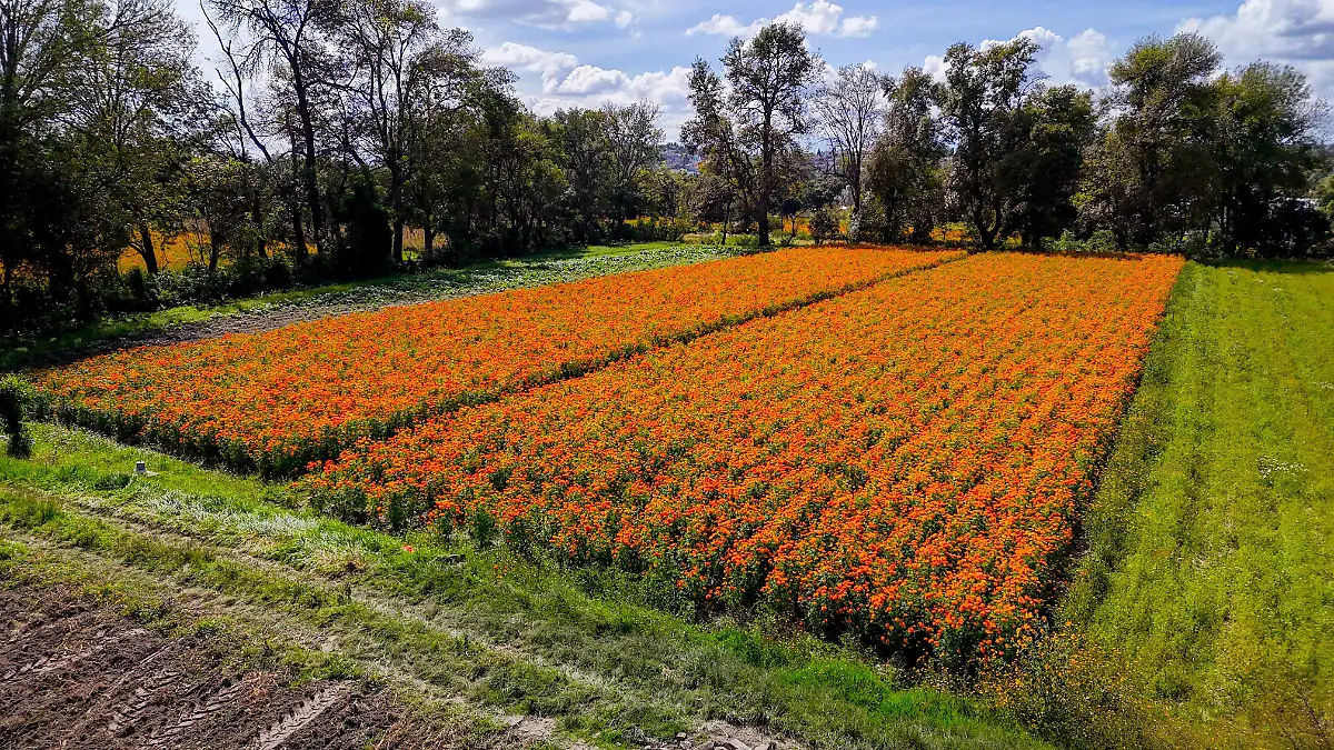 
Plantíos de cempasúchil 