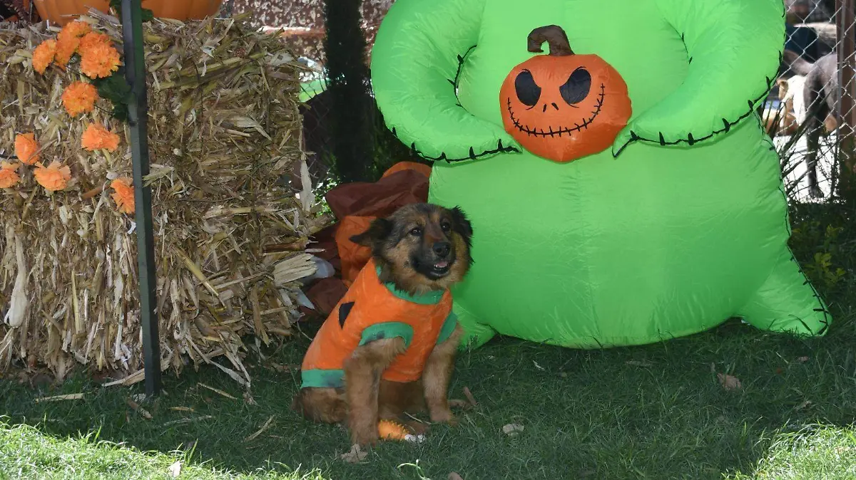 DÍA DE MUERTOS PERRUNO (2)