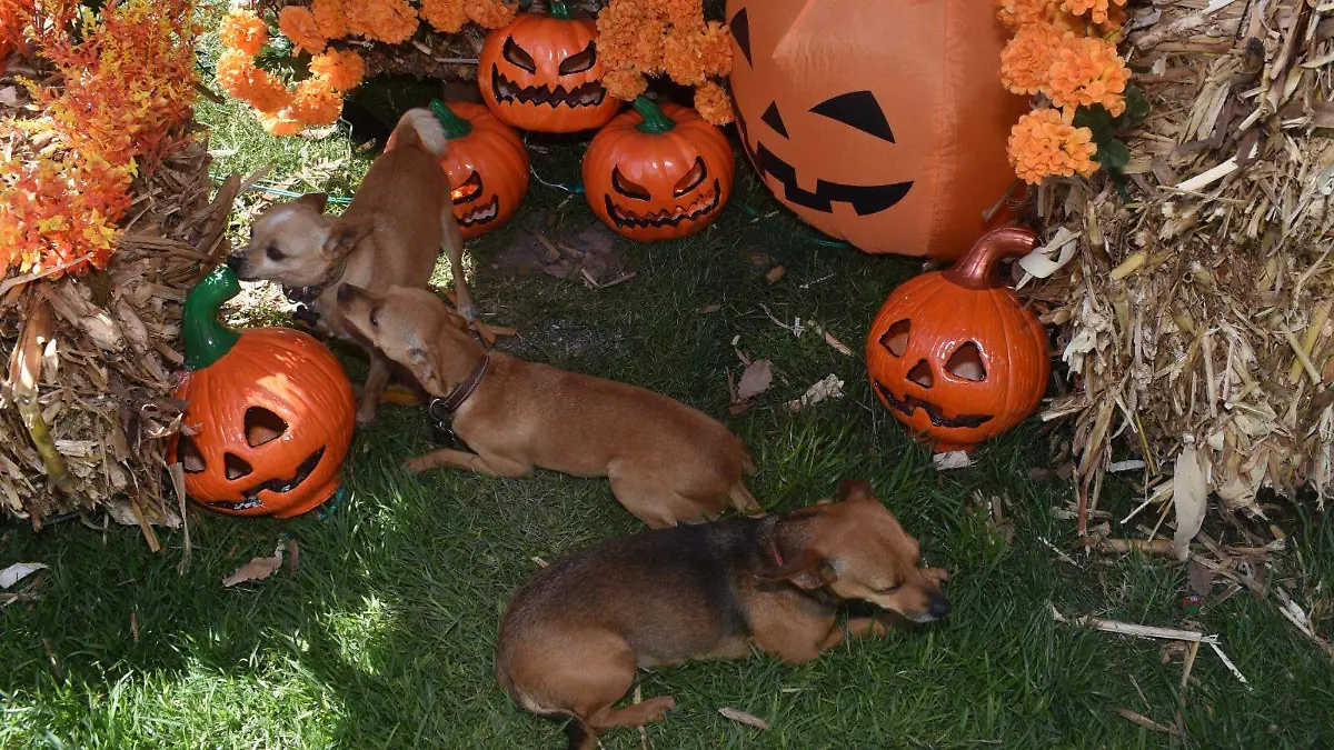 DÍA DE MUERTOS PERRUNO (3)