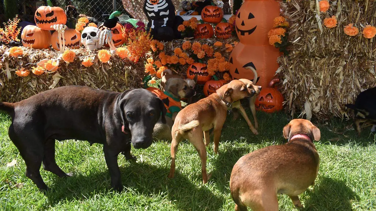 DÍA DE MUERTOS PERRUNO 4