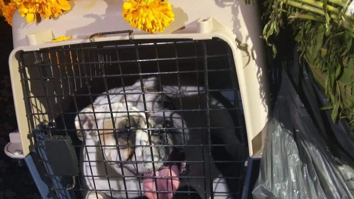 Recupera policía de Huamantla vehículos robados y detiene a implicados en delitos de alto impacto