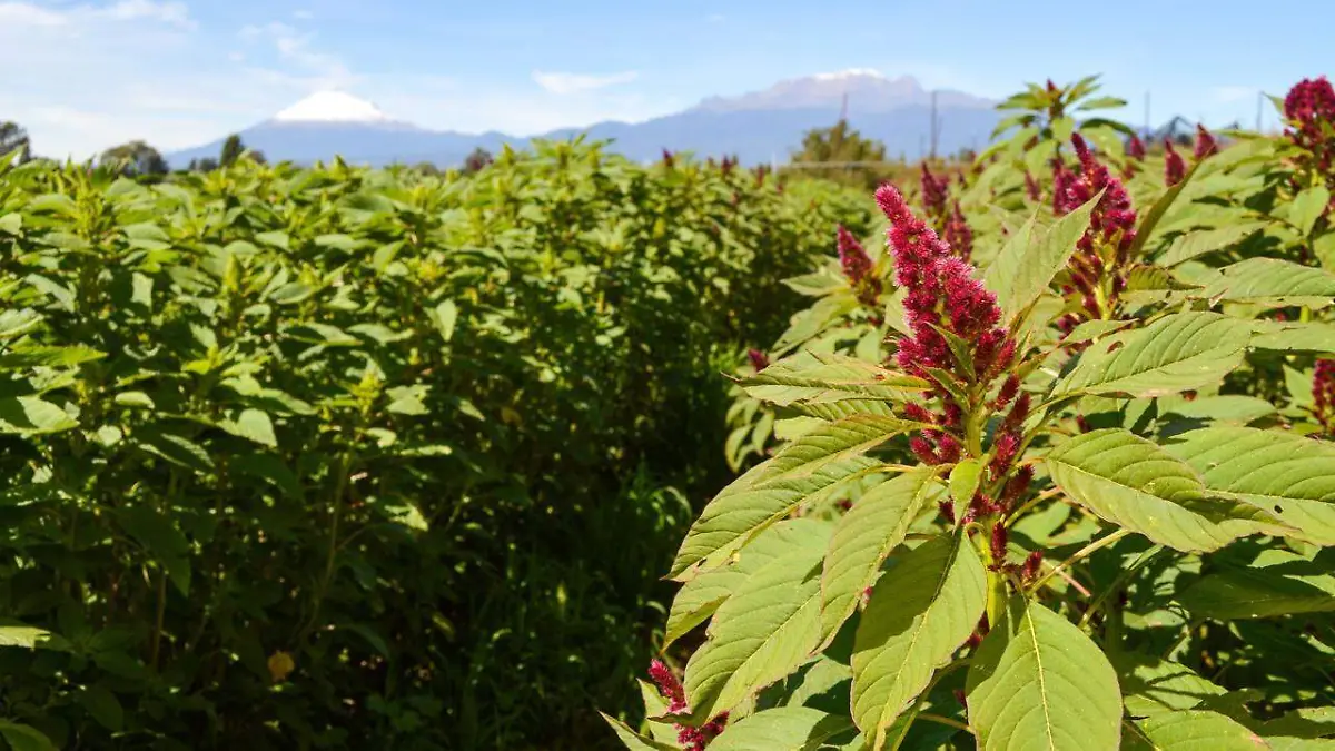 Consolida Tlaxcala liderazgo nacional en sector agroalimentario