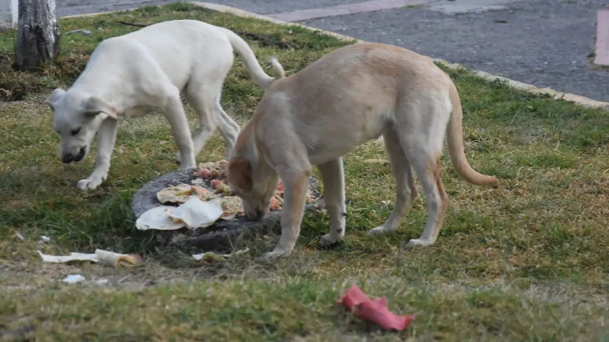 Tlaxcala siente el filo del invierno 3