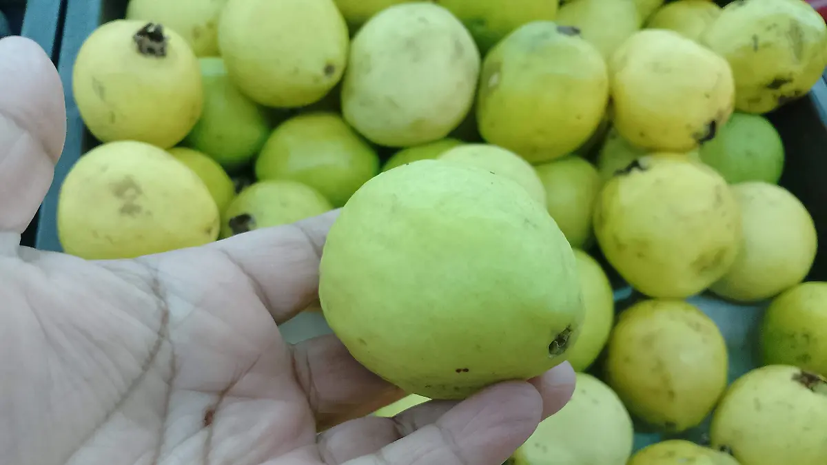 GUAYABA