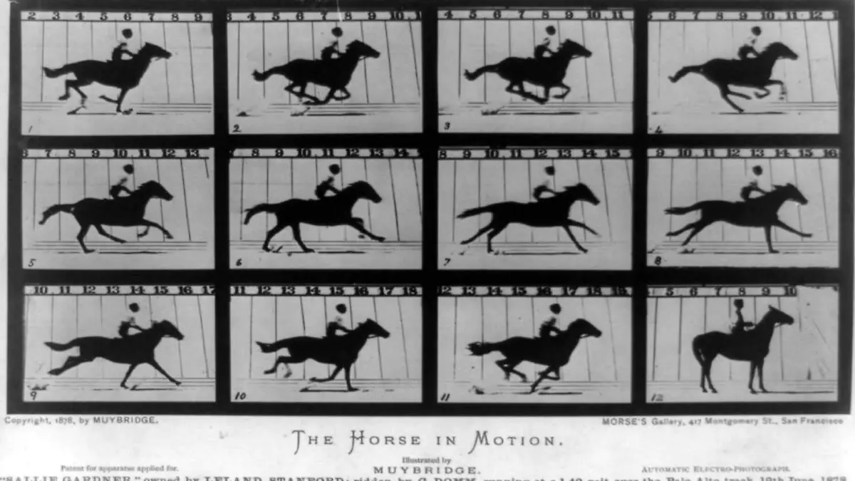 the horse in the motion