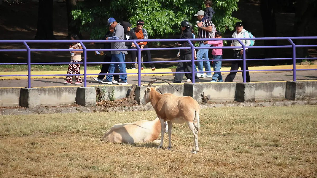 ZOOLÓGICO ALTIPLANO 3