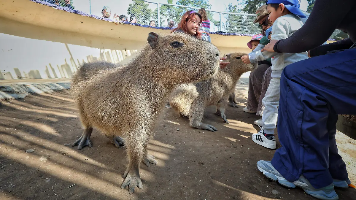 ZOOLÓGICO ALTIPLANO 12