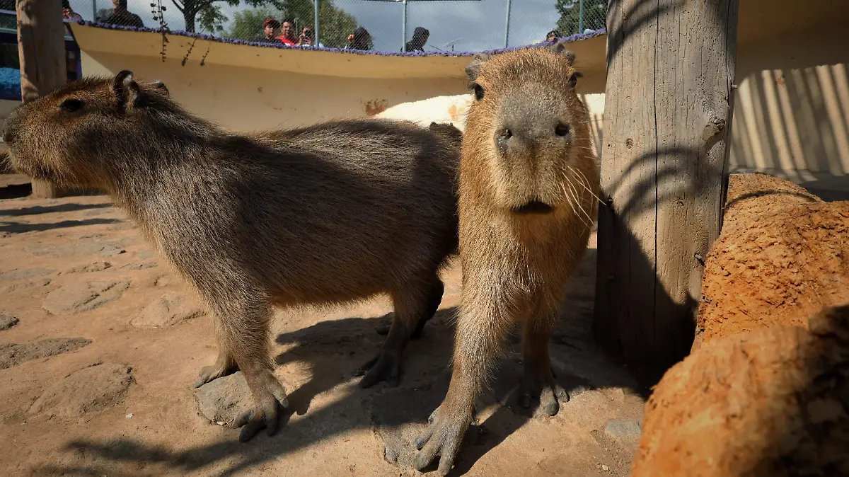 ZOOLÓGICO ALTIPLANO 11