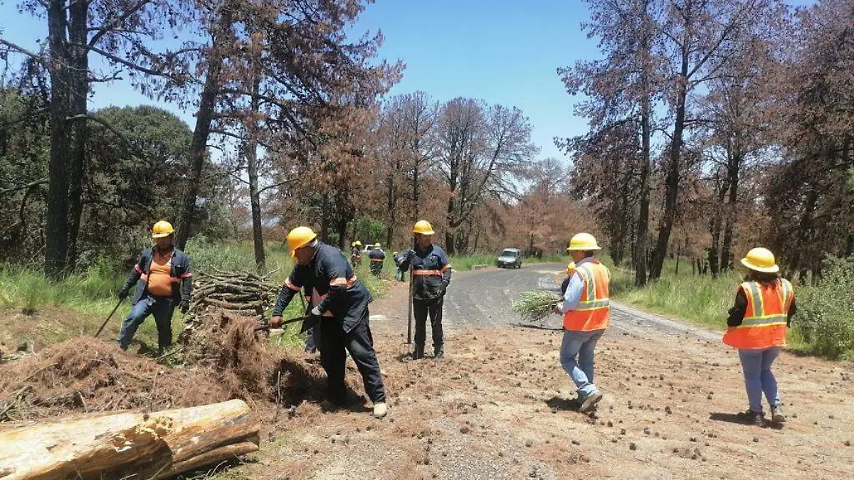 combate a la tala clandestina (1)