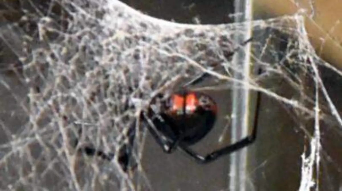 PICADURA ARAÑA 2