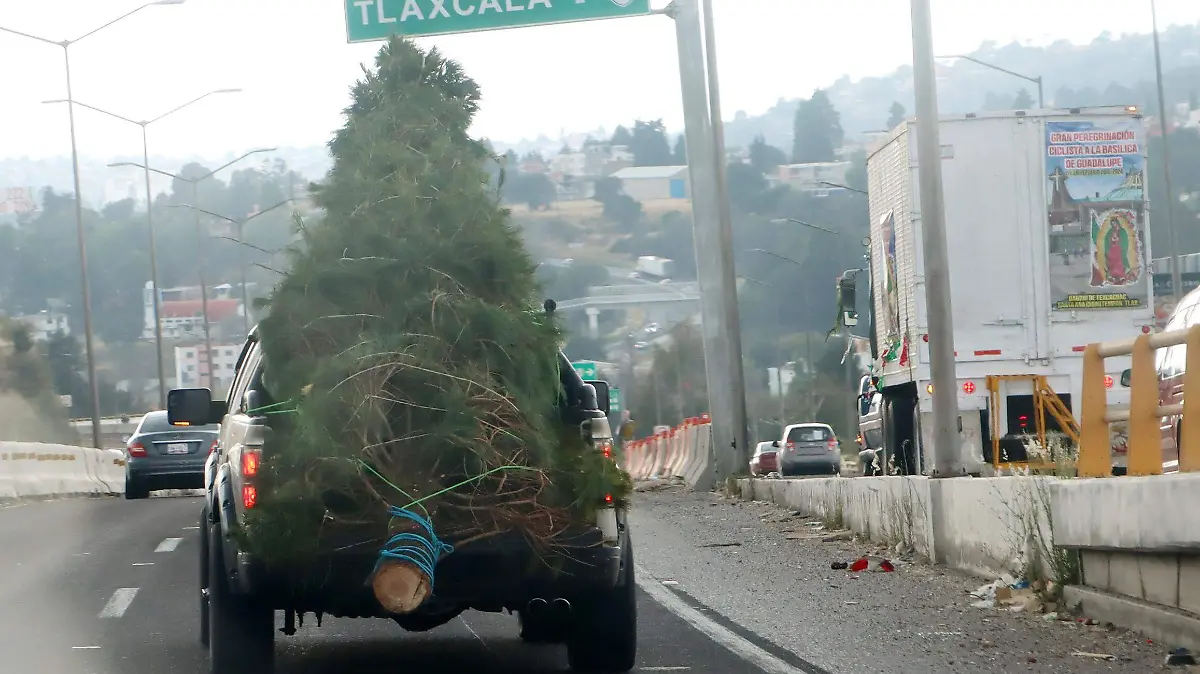 ÁRBOLES NAVIDEÑOS (1)