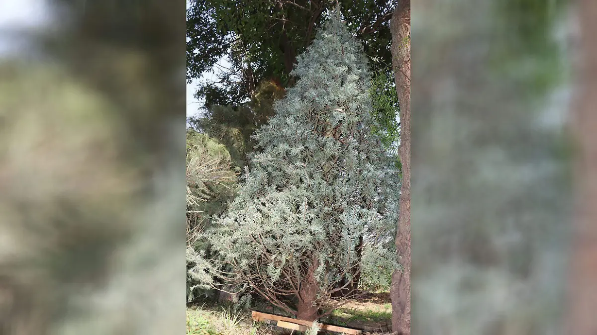 ÁRBOLES-NAVIDEÑOS-(3)