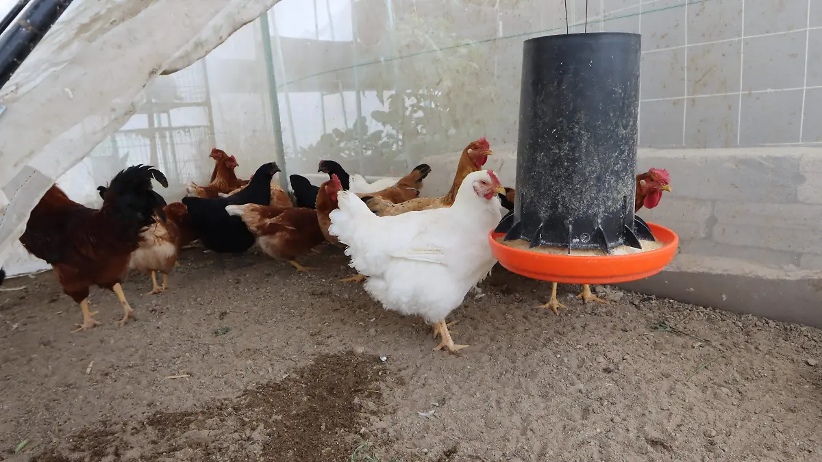 ESPECIES MENORES (1)