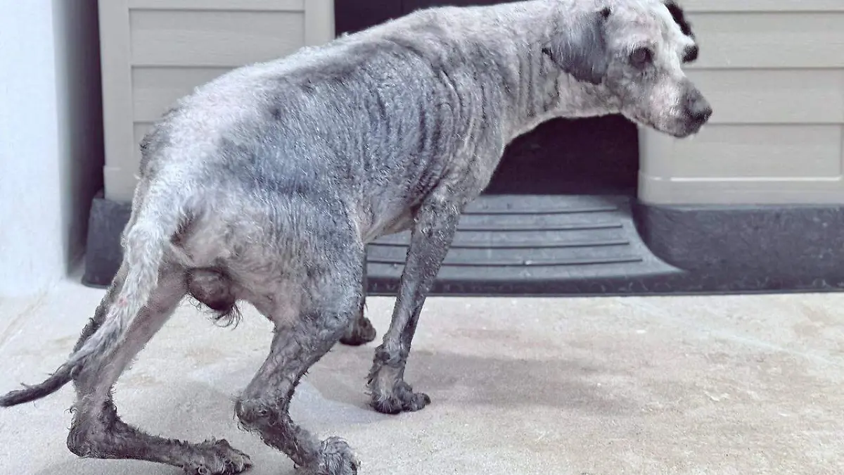 Perrito rescatado en Chiautempan lucha por conservar su patita 3