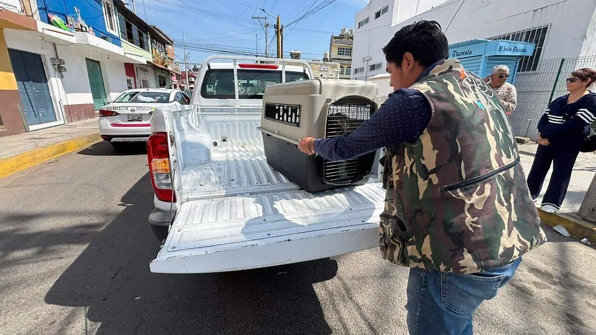 Perrito rescatado en Chiautempan lucha por conservar su patita (2