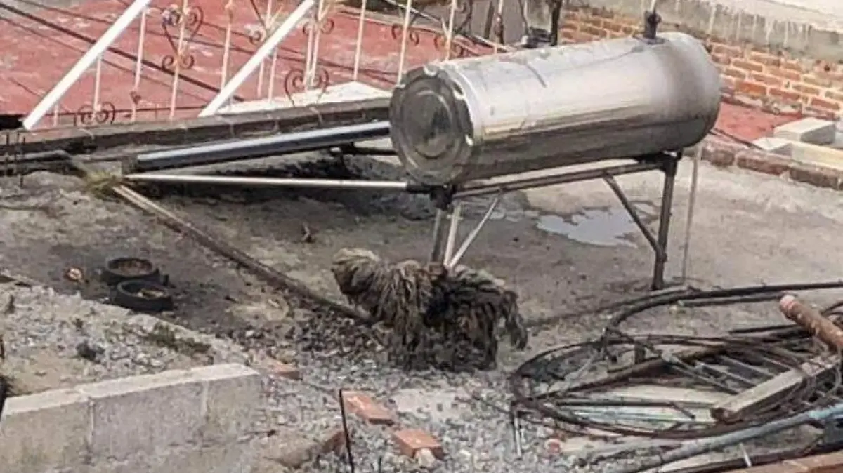 Perrito rescatado en Chiautempan lucha por conservar su patita 2