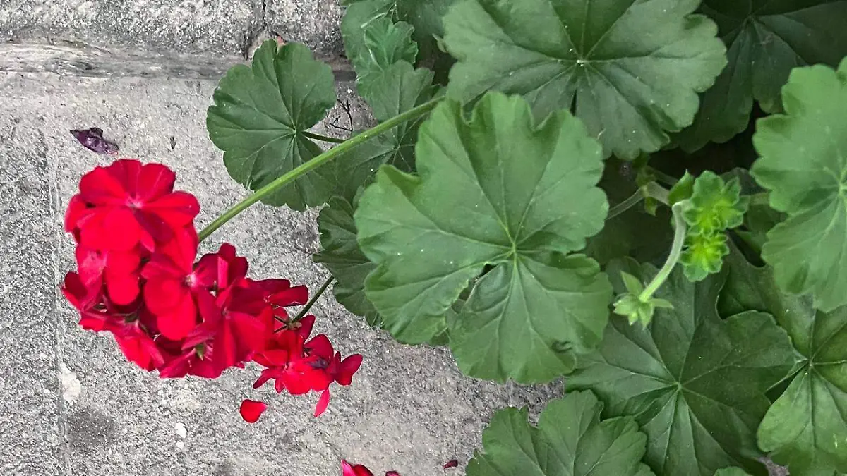 geranio