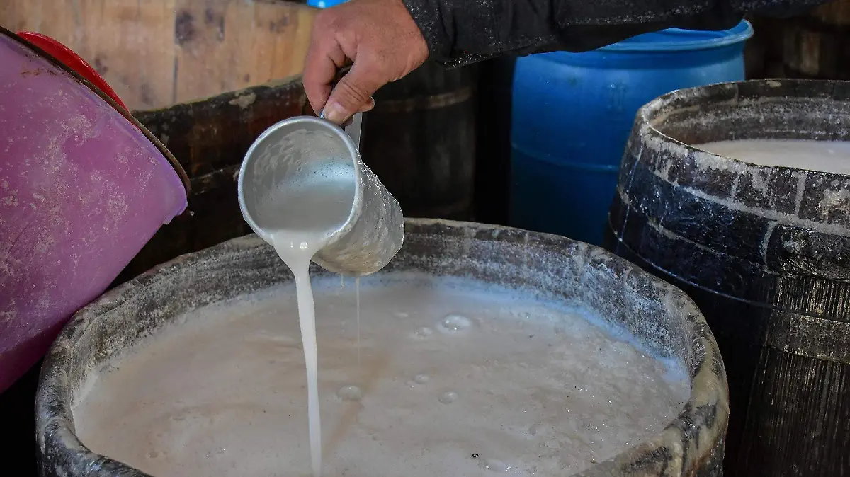 Pulque de Tlaxcala 3