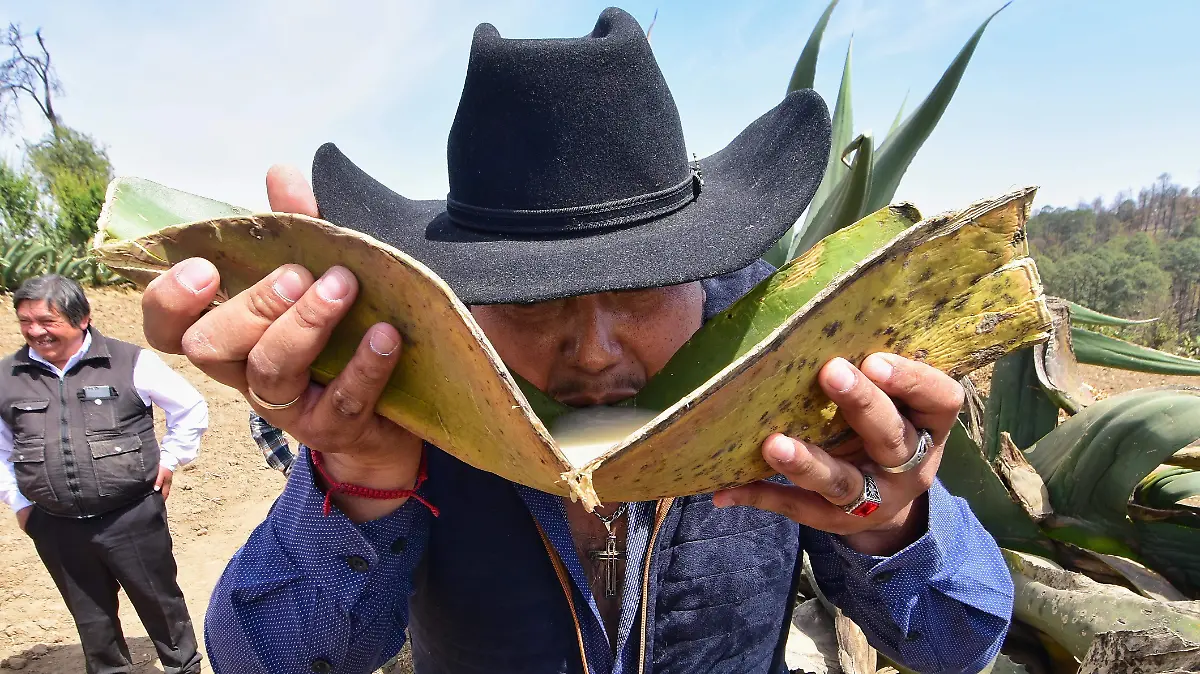Pulque de Tlaxcala 4