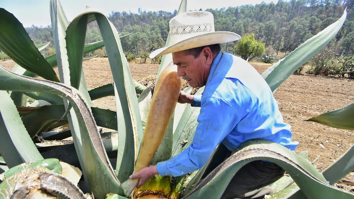 Pulque de Tlaxcala 5