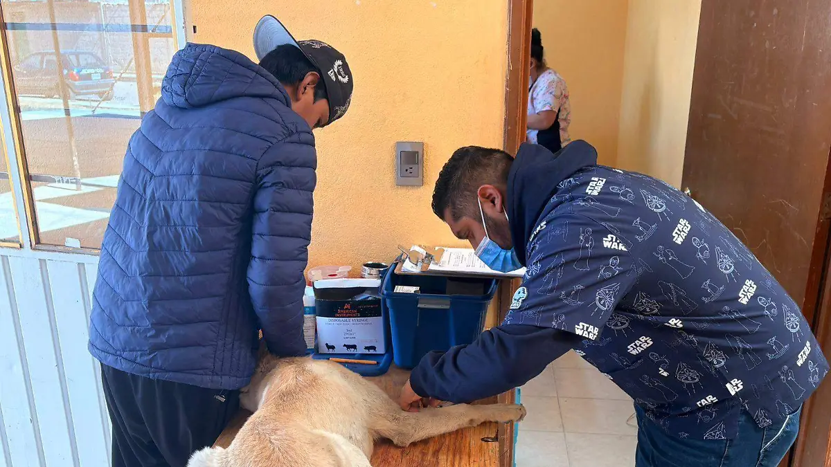 Realizan jornada de esterilización (1)