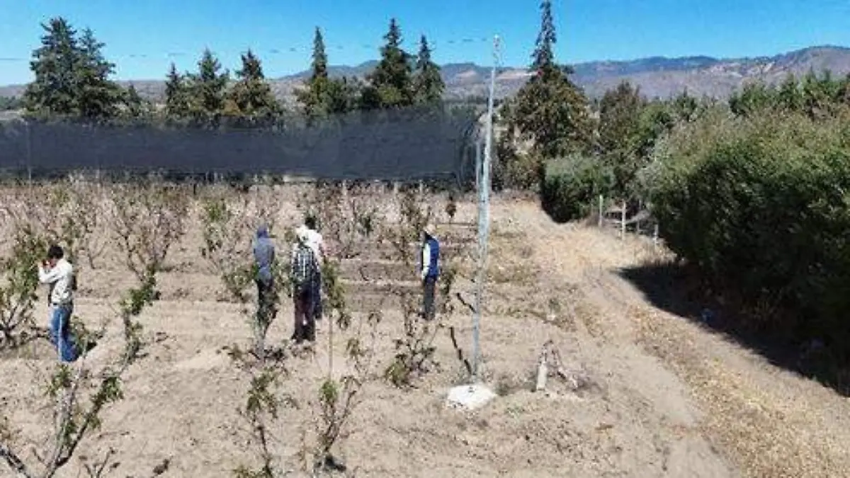 daños en huertas de durazno en Atltzayanca (5)