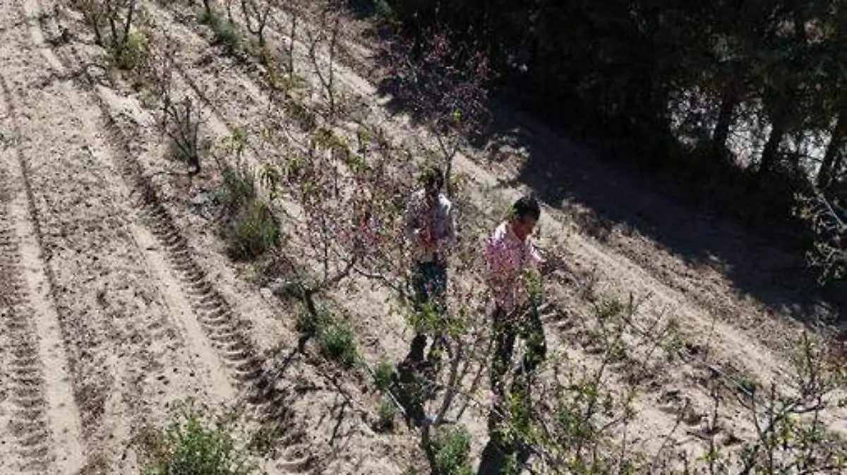 daños en huertas de durazno en Atltzayanca (3)
