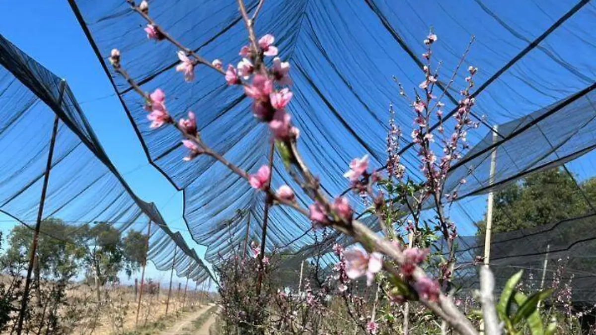 daños en huertas de durazno en Atltzayanca (4)