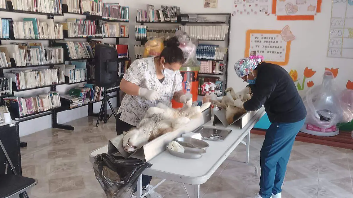 Gobierno de Huamantla lleva campaña gratuita de esterilización  4