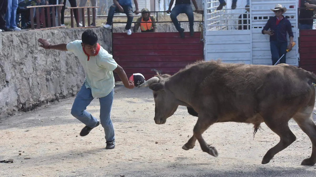 Vaquillas ponen a correr a jóvenes en capea callejera de Chalma