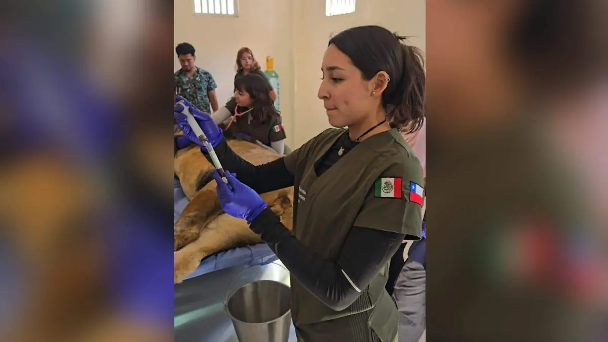Especialistas realizan evaluaciones clínicas a felinos 