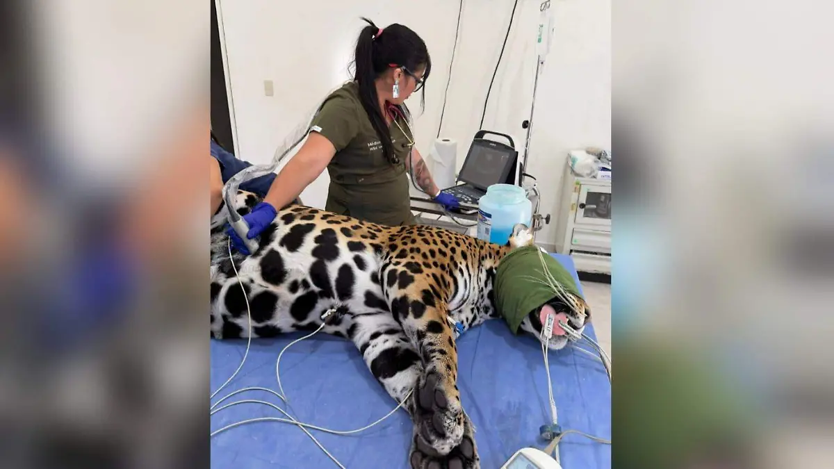 Especialistas realizan evaluaciones clínicas a felinos 2 