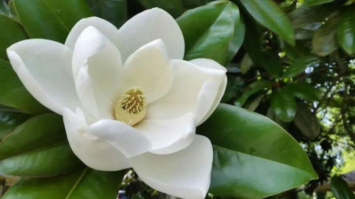 magnolia
