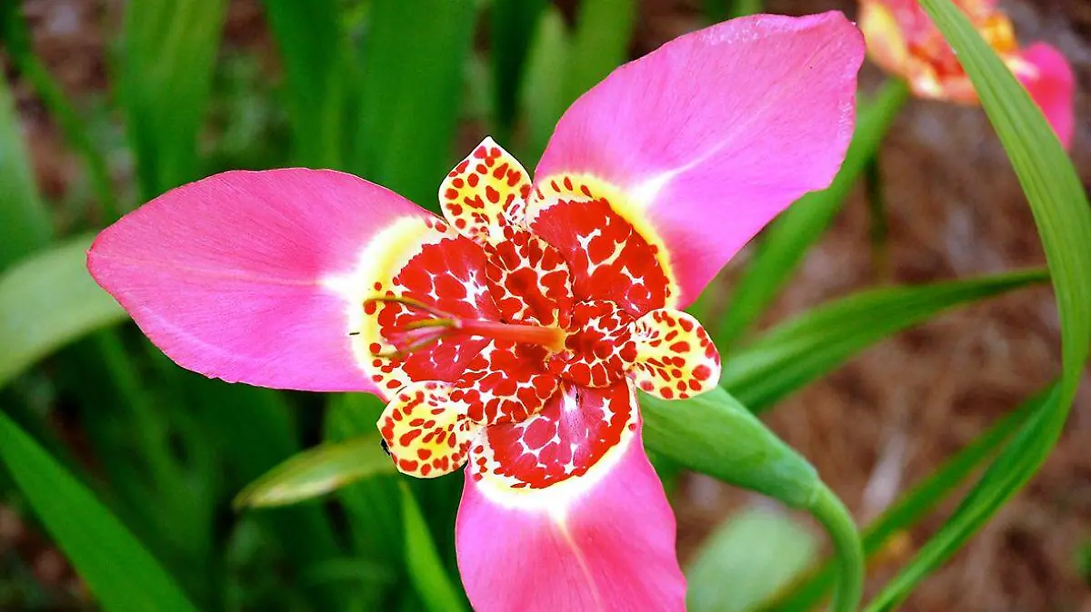 Tigridia-Xochitla-Blog