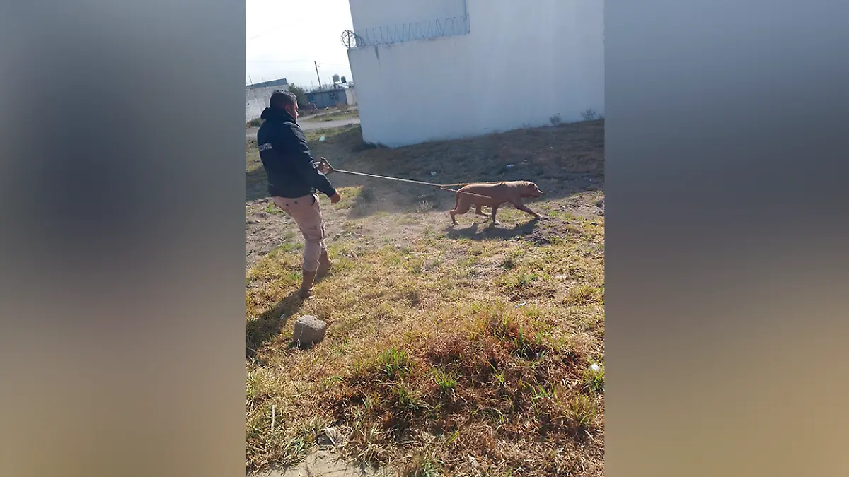 rescate perro huamantla (2) 2