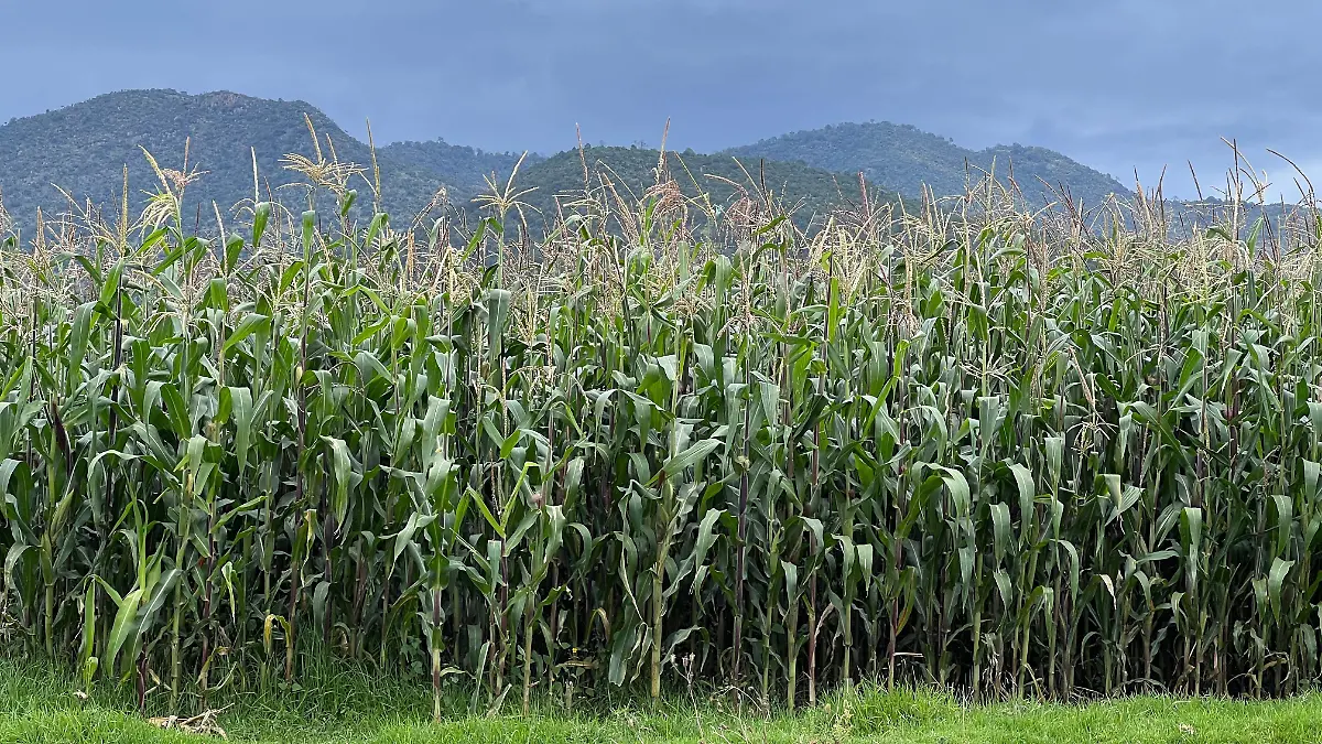 WhatsApp Image 2026-03-31 at 09.59.17