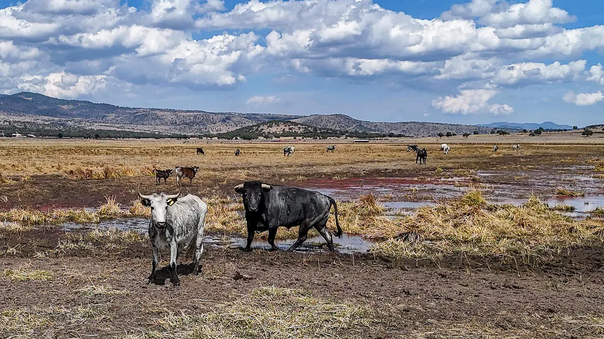 dji_fly_20260123_132048_0589_1769457990359_photo