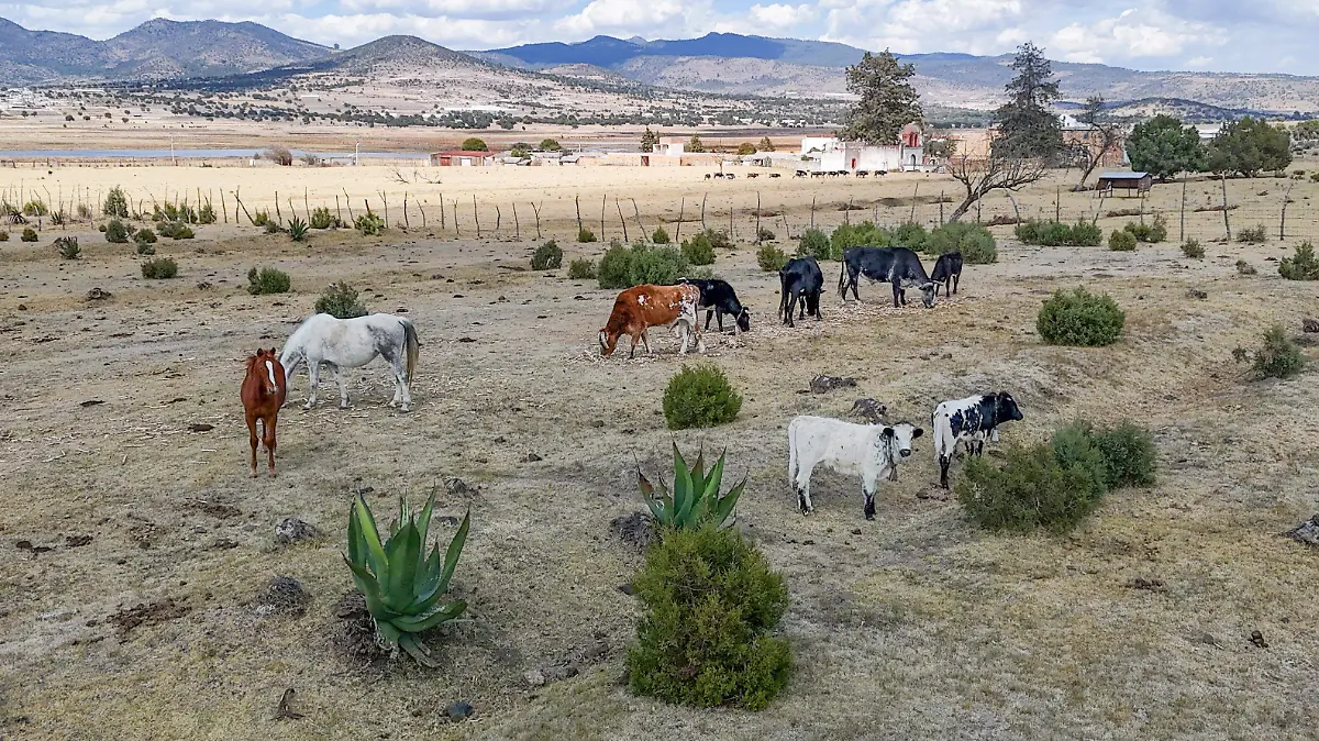 ganadería 