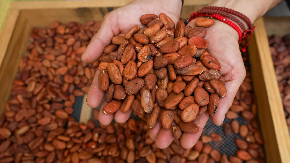 cacao