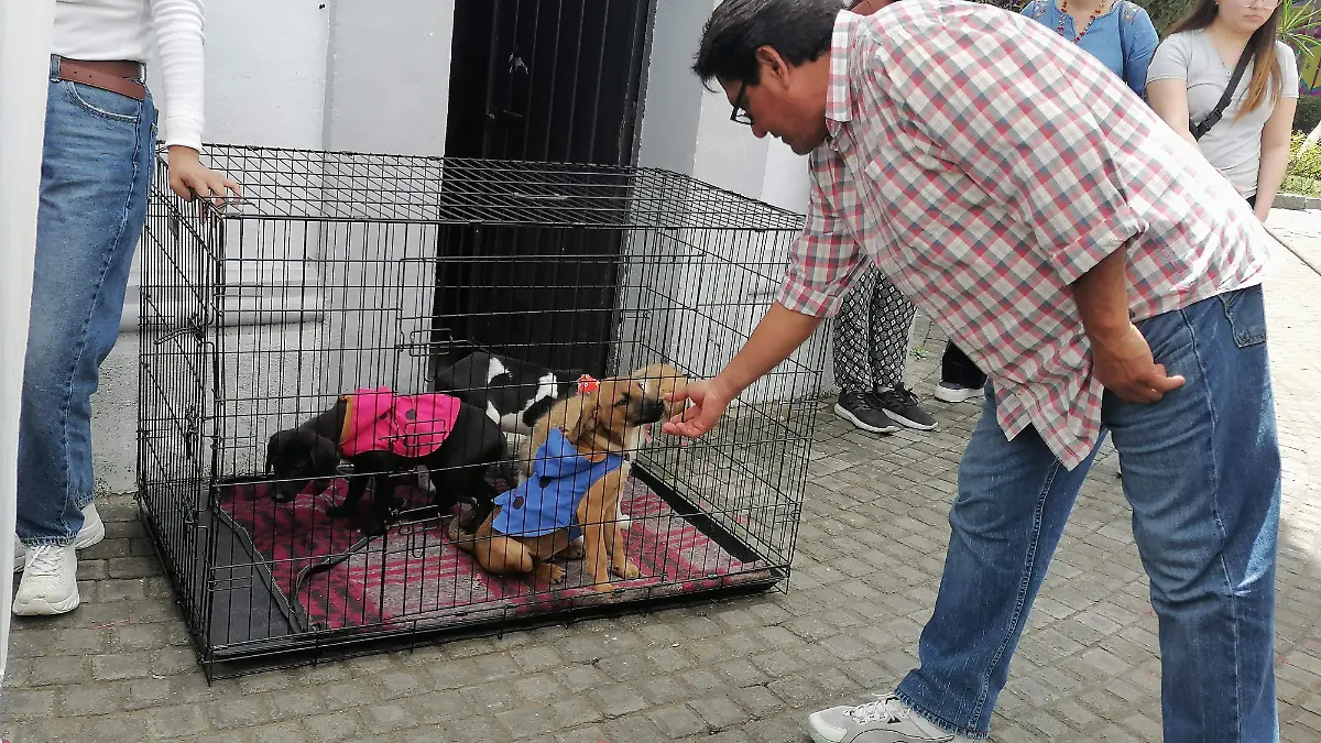 LLAMAN LA ATENCIÓN - CACHORROS