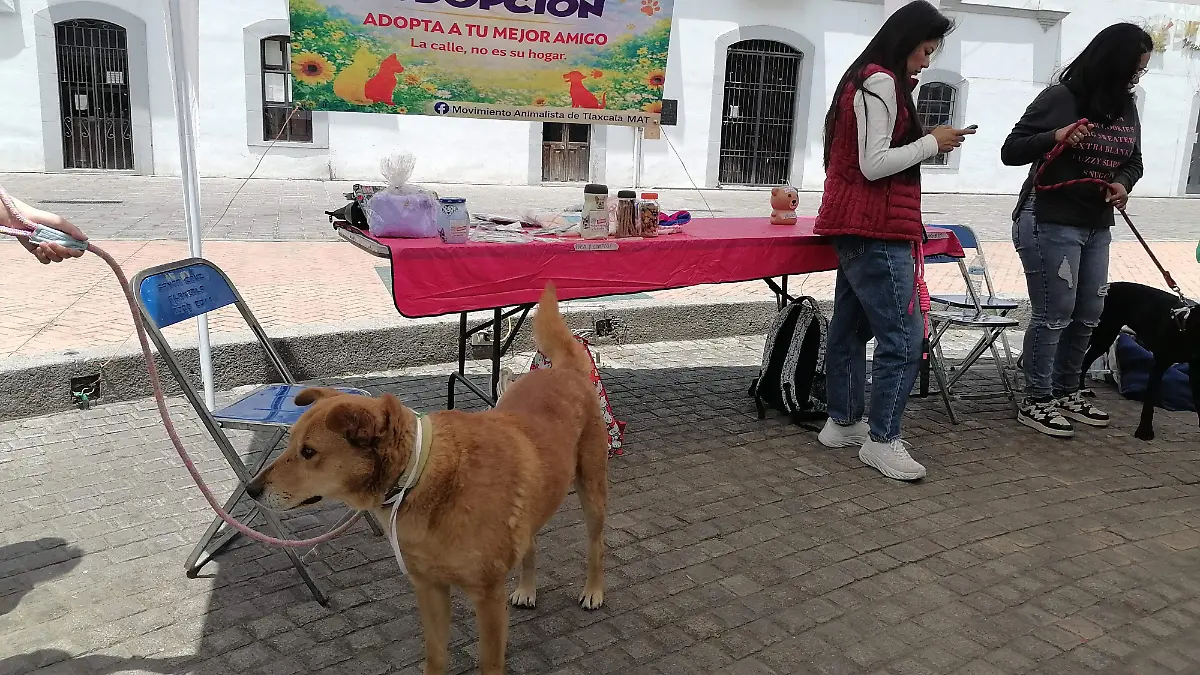FERIA DE LA ADOPCIÓN - ROKO