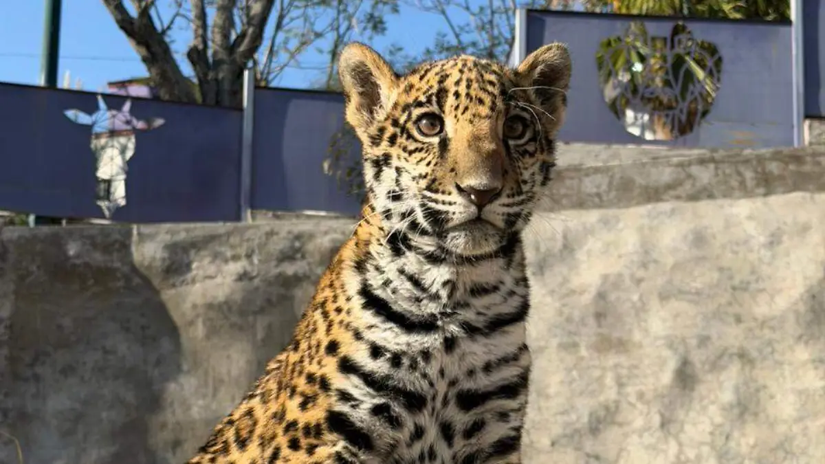 WhatsApp Image 2026-04-10 at 9.35.37 AM (1)