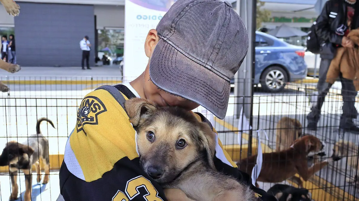 INTERACTUAR - ADOGTAME