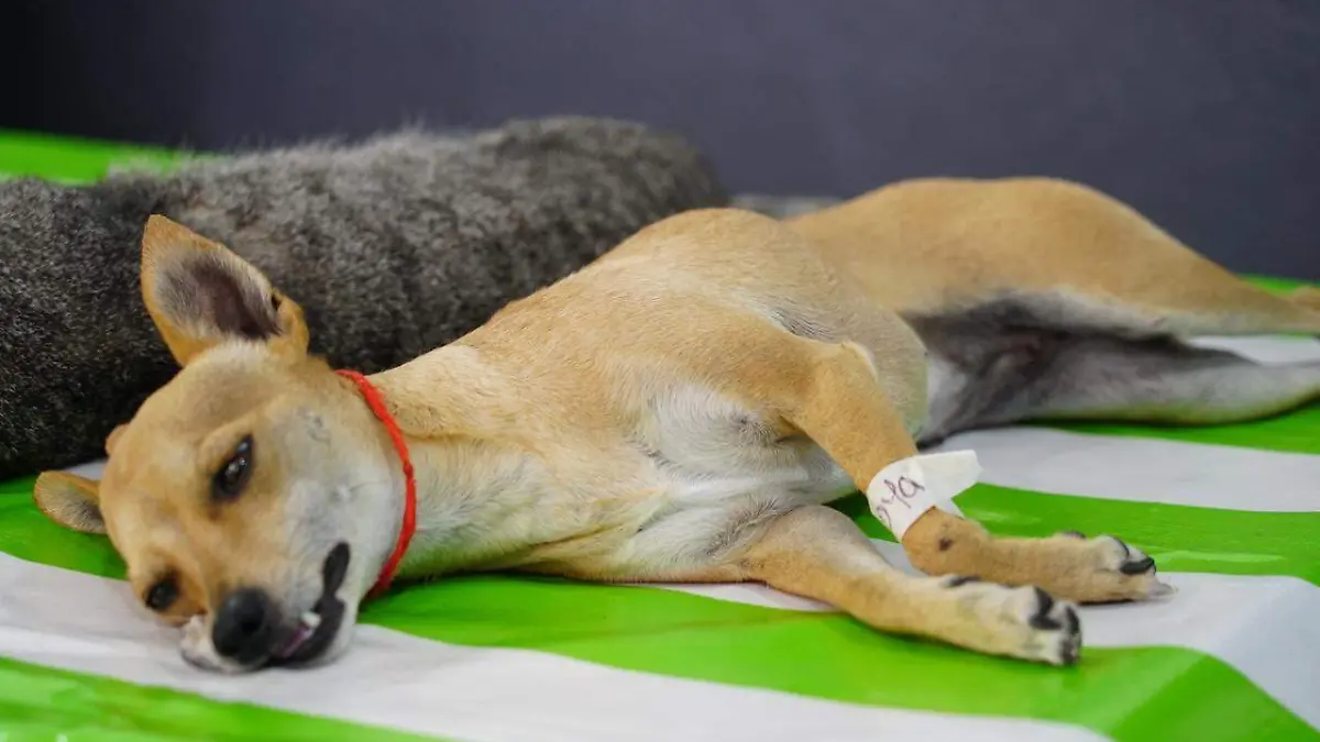 IDENTIFICACIÓN - ESTERILIZACIONES