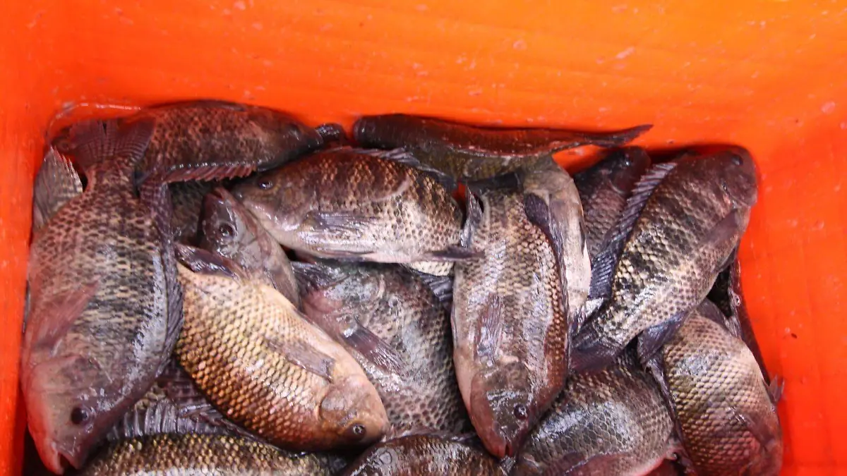 MOJARRAS 
