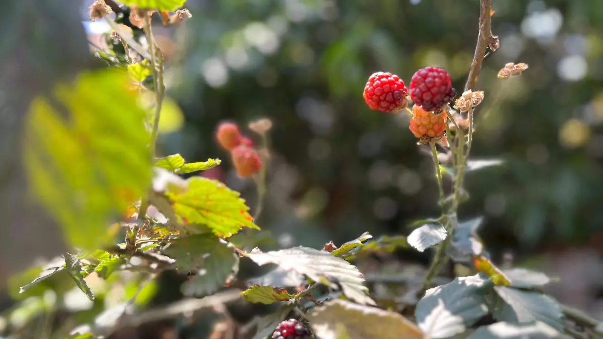 WhatsApp Image 2026-04-22 at 11.36.42