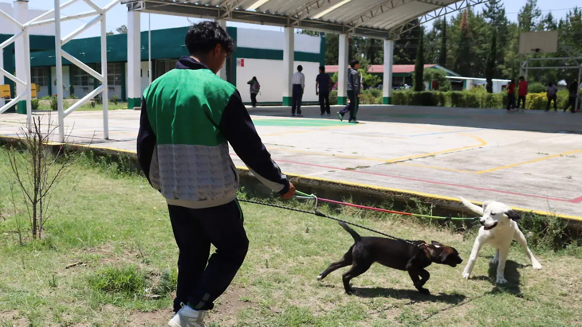 PROYECTO GUARDIANES (2)