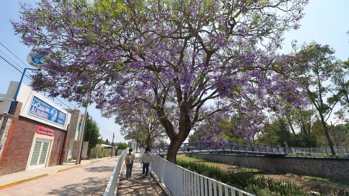 Jacarandas 3