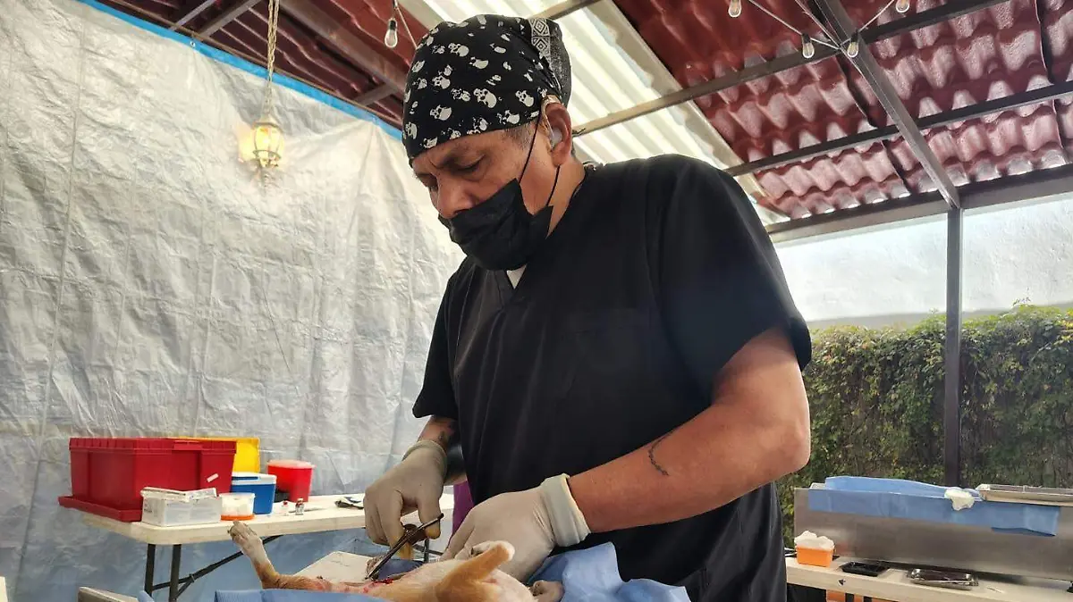 VETERINARIOS - CIRUGIAS 